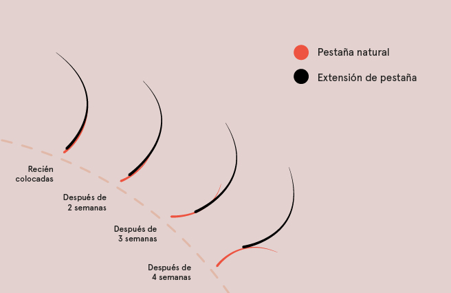 El Ciclo de Vida de las Pestañas Naturales